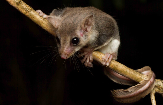 Обои картинки фото acrobates frontalis, животные, крысы,  мыши, мышка