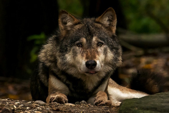 Обои картинки фото животные, волки,  койоты,  шакалы, волк, хищник, морда, взгляд