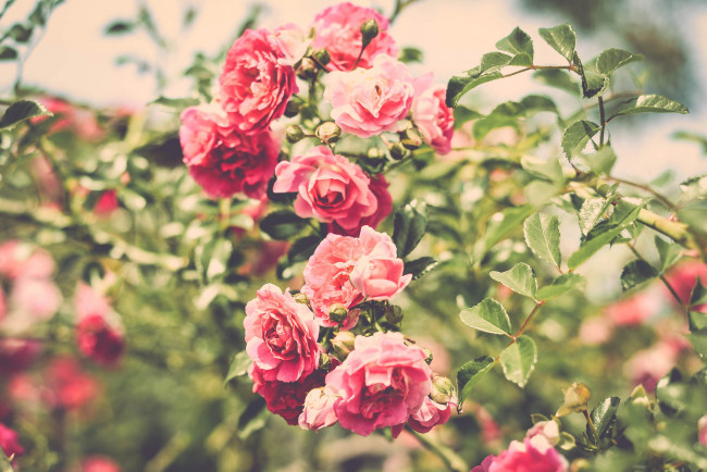 Обои картинки фото цветы, розы, природа, лето