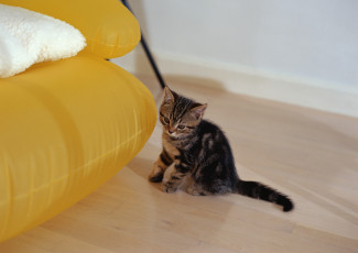 Картинка животные коты котенок полосатый диван
