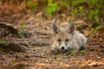 Картинка животные лисы лисёнок ветки лес мордочка лежит боке