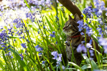 Картинка животные коты колокольчики природа цветы кошка