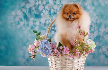 Картинка животные собаки цветы шпиц корзина