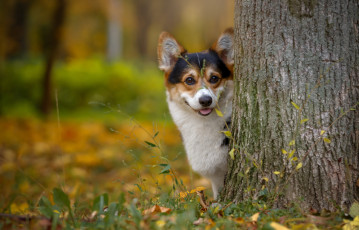 Картинка животные собаки дерево мордочка корги