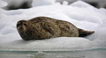 Картинка животные тюлени +морские+львы +морские+котики нерпа снег вода лед