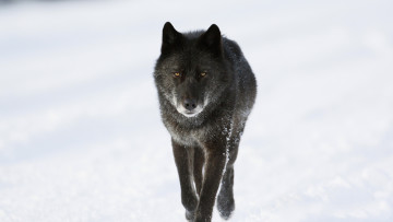 Картинка животные волки +койоты +шакалы волк хищник снег зима