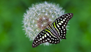 Картинка животные бабочки +мотыльки +моли одуванчик цветок бабочка
