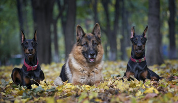 Картинка животные собаки доберманы трио овчарка