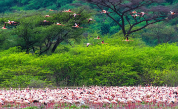 Картинка животные фламинго река полет стая птицы деревья