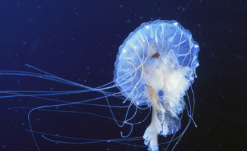 Картинка животные медузы щупальца море медуза