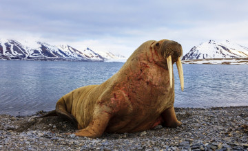 Картинка животные моржи морж шрамы берег галька залив горы