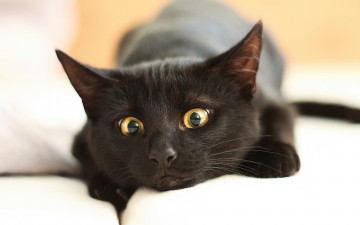 Картинка животные коты кот глаза крупный план черный отдыхает мордочка боке лежит