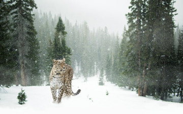 обоя животные, леопарды, лес, поляна, снежинки, деревья, зима, снег, хищник, пятнистый, леопард