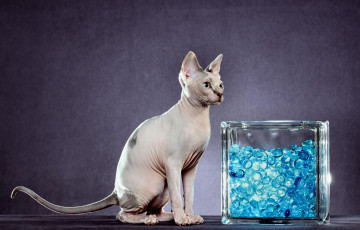 Картинка животные коты животное млекопитающее фон порода