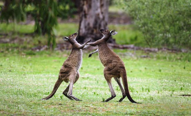 Обои картинки фото животные, кенгуру, драка, австралия