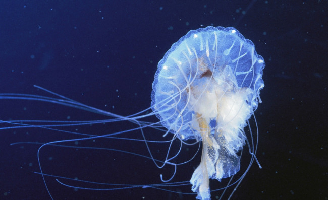 Обои картинки фото животные, медузы, щупальца, море, медуза