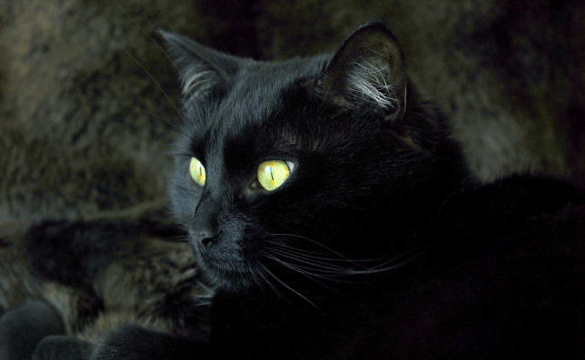 Обои картинки фото животные, коты, кот, черный, взгляд