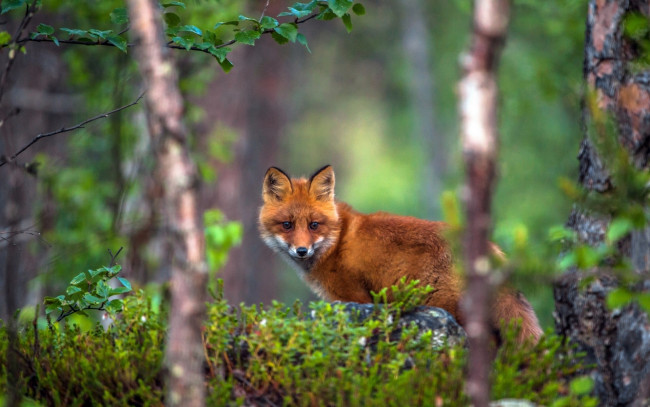Обои картинки фото животные, лисы, трава, лес, рыжая, лиса