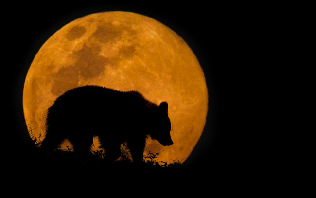 Обои картинки фото животные, медведи, силуэт, ночь, медведь, луна