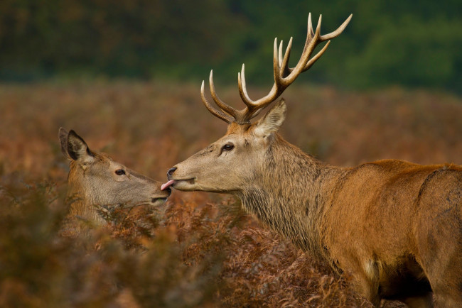 Обои картинки фото животные, олени, язык, олень, рога, поцелуй, трава