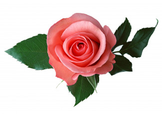 Картинка цветы розы листья розовая роза