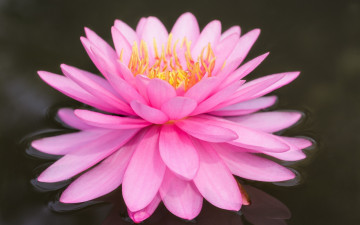 Картинка цветы лилии+водяные +нимфеи +кувшинки вода розовая лилия цветок