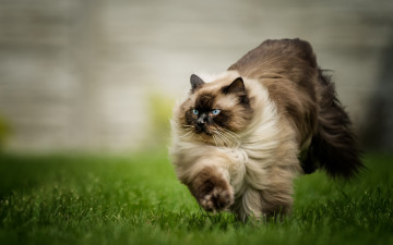 Картинка животные коты домашние прыжок зеленая трава пушистый коричневый сиамский кот