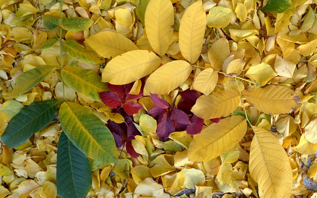 Обои картинки фото природа, листья, золото, осени, листопад
