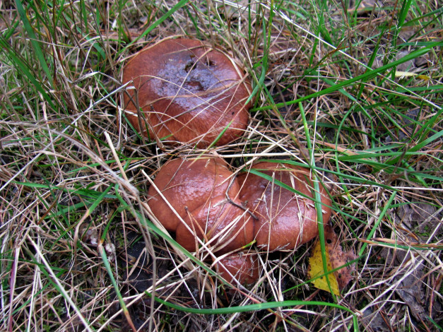 Обои картинки фото природа, грибы, маслята