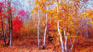 обоя природа, лес, деревья, осень