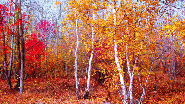 Обои картинки фото природа, лес, деревья, осень