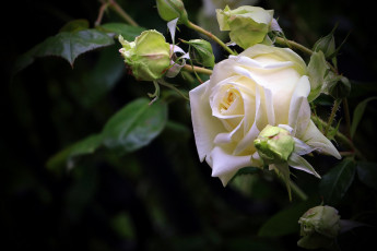 Картинка цветы розы белая роза бутон макро