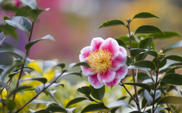Картинка цветы камелии бело-розовая камелия макро