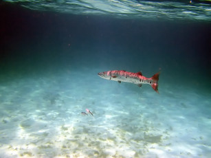 Картинка baracuda животные рыбы