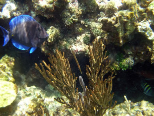 Картинка blue tang on johnnys cay reef животные рыбы