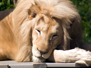 Картинка cincinnati zoo 22 животные львы