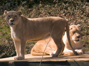 обоя cincinnati, zoo, 28, животные, львы