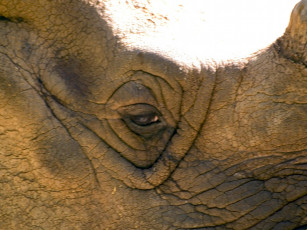 Картинка cincinnati zoo 30 животные носороги