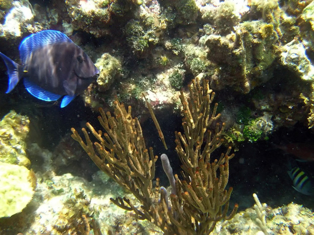 Обои картинки фото blue, tang, on, johnnys, cay, reef, животные, рыбы