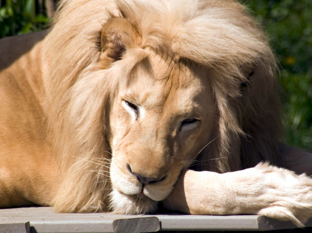 Обои картинки фото cincinnati, zoo, 22, животные, львы