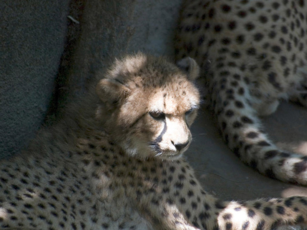 Обои картинки фото cincinnati, zoo, 23, животные, гепарды