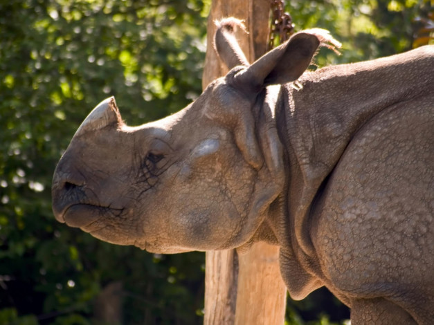 Обои картинки фото cincinnati, zoo, 26, животные, носороги