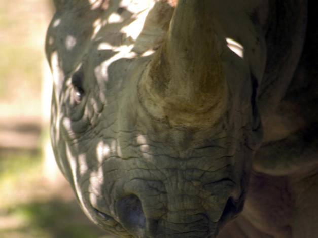 Обои картинки фото cincinnati, zoo, 29, животные, носороги
