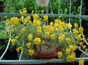 Картинка цветы анютины глазки садовые фиалки желтые цветки горшок решетка