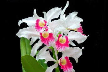 Картинка цветы орхидеи белый малиновый экзотика