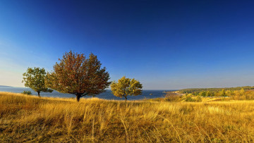 Картинка природа побережье деревья море