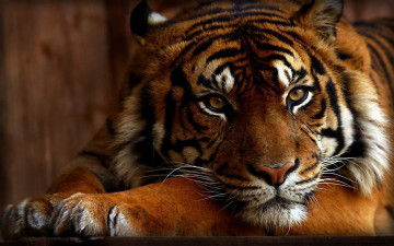 Картинка животные тигры взгляд морда кошка красавец