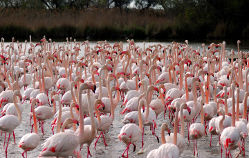 Картинка животные фламинго много розовый