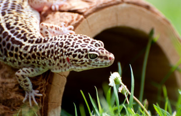 Картинка животные Ящерицы игуаны вараны геккон пятнистый