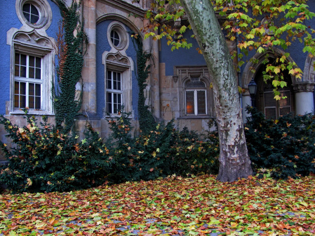 Обои картинки фото города, здания, дома, дерево, окна, листья, осень